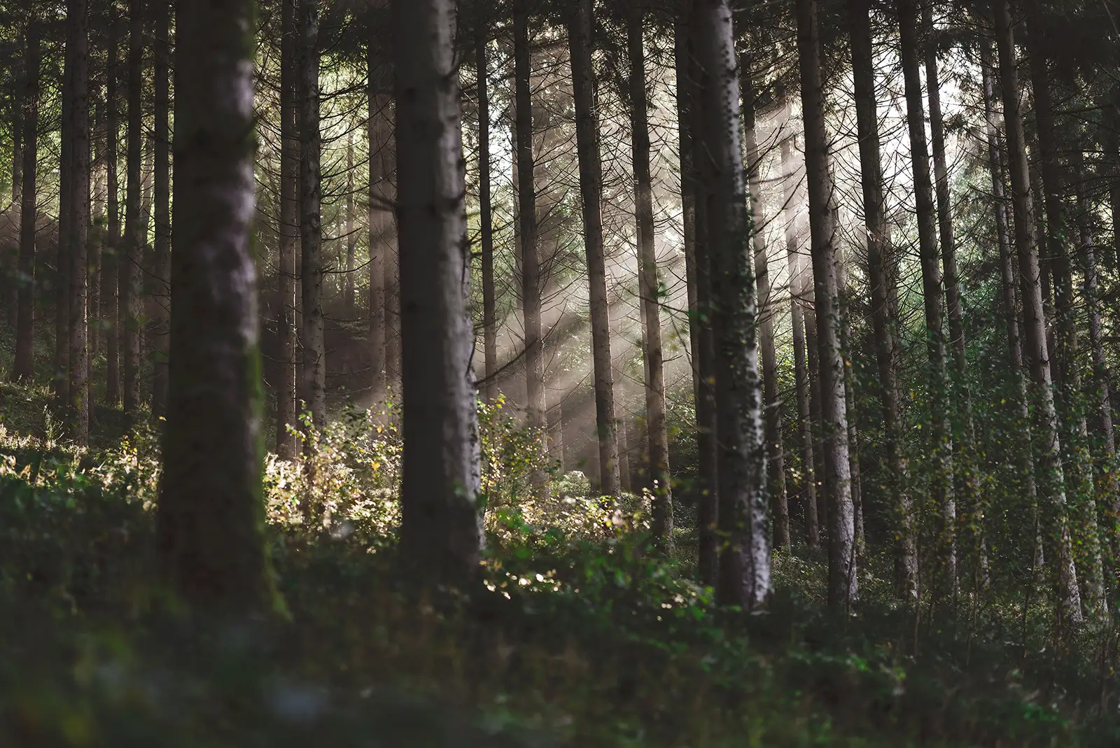 Bois de chauffage français