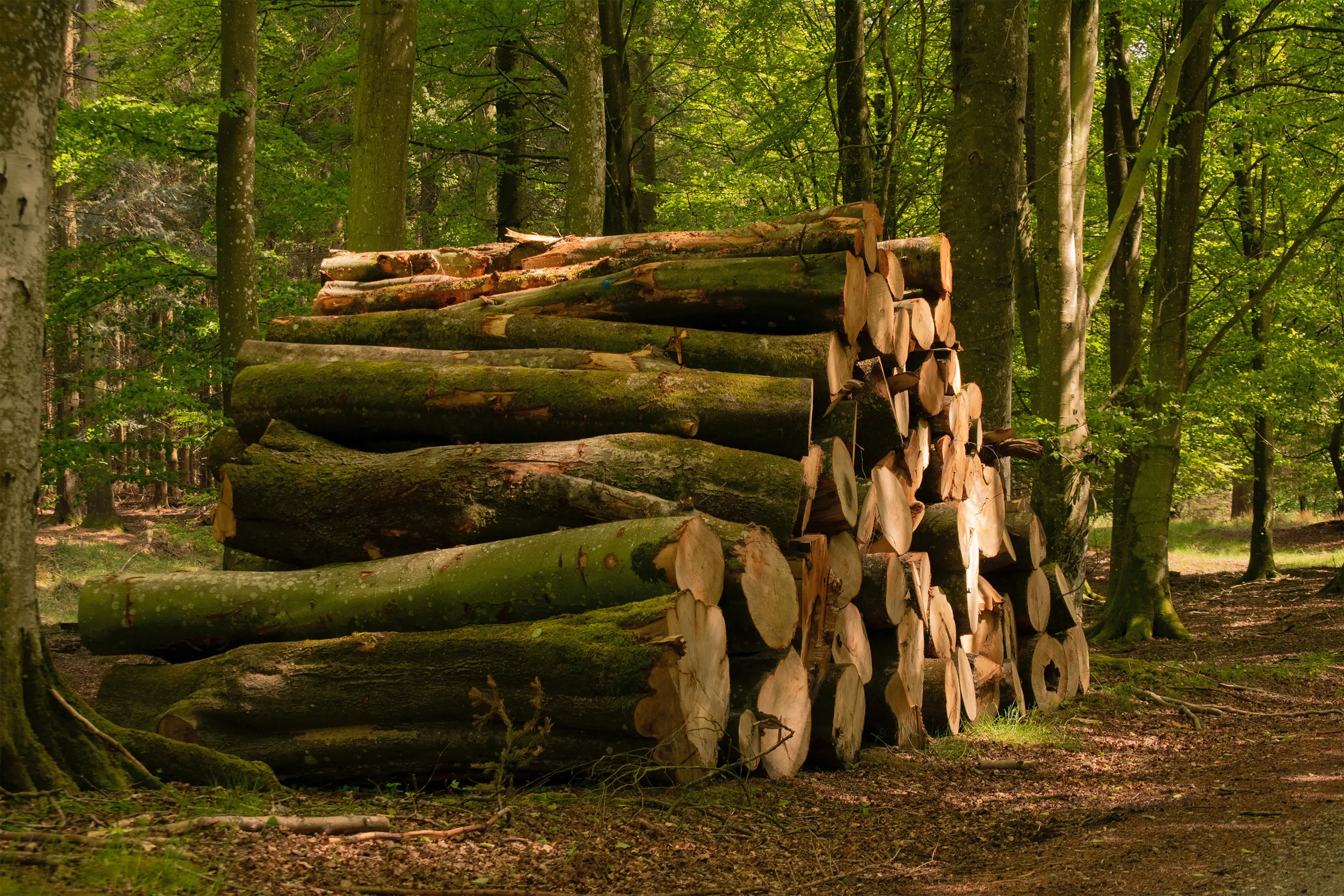 Quel type de bois utiliser pour sa cheminée ?