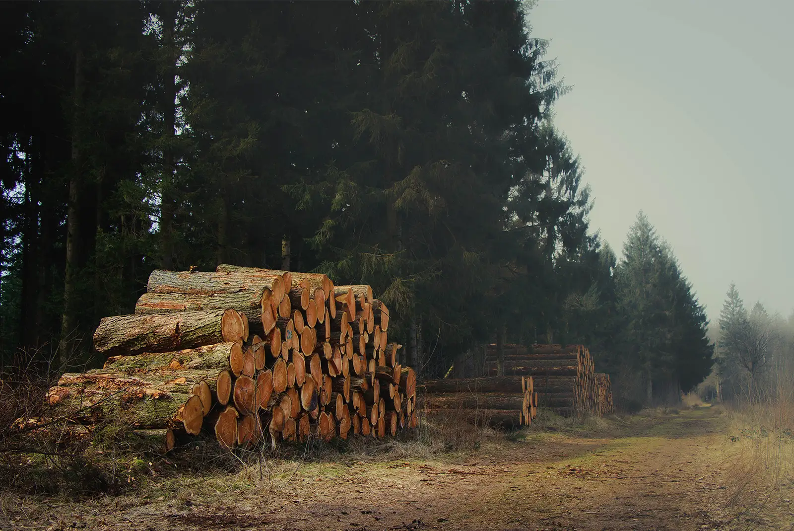 se procurer du bois gratuitement grâce à l'affouage
