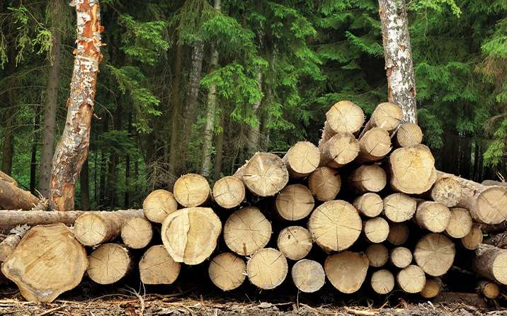Choosing the right wood for optimal heat