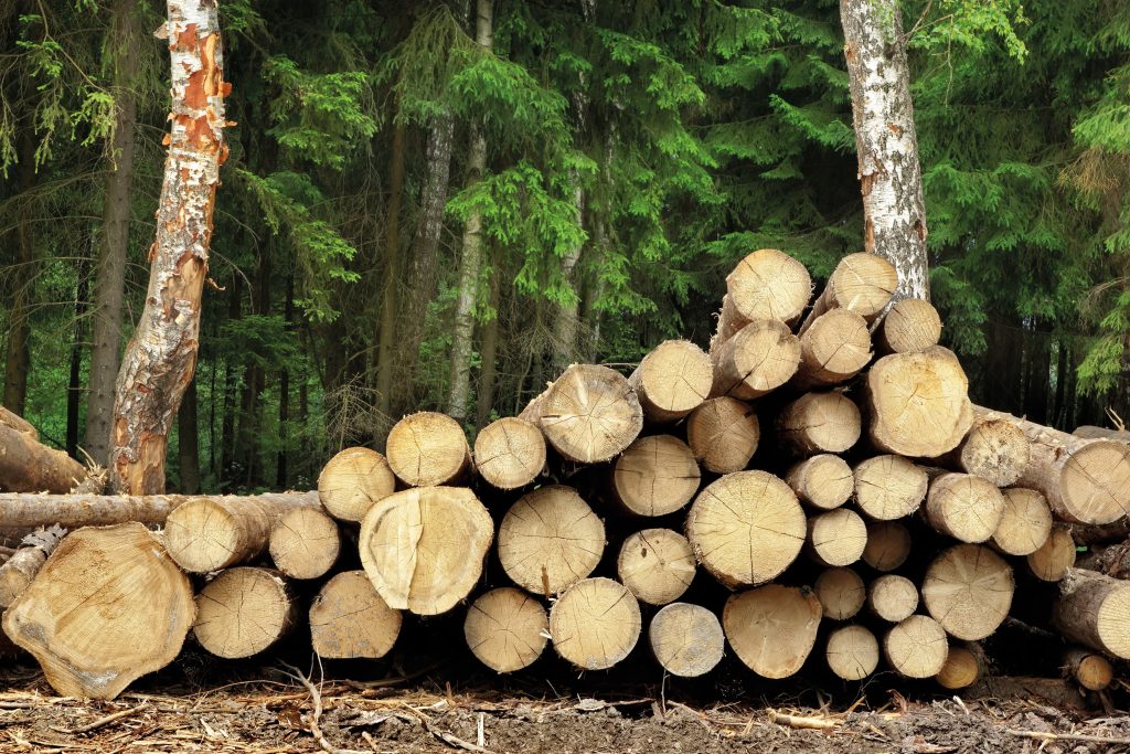 Quel bois utiliser pour se chauffer ?